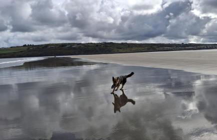 Rural, Secure Garden, Woodland Walks, 23 min to beach - Foto 31