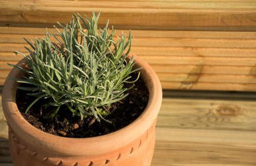 Wild Northumberland Glamping - Foto 44