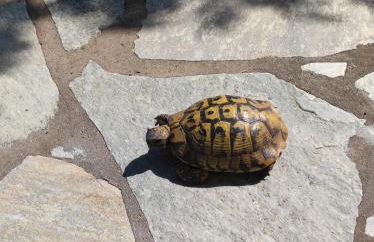 Villa Blue Flag - Foto 14