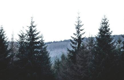 Betty Shepherd's Hut - Photo 16