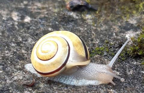 Ferienhof Broger FeWo Bergblickle mit Pool - Foto 30