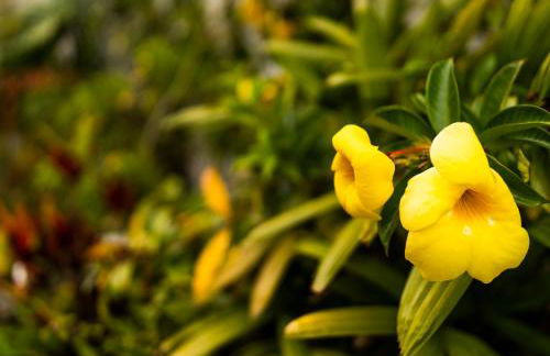 Villa Laurisilva - Foto 21