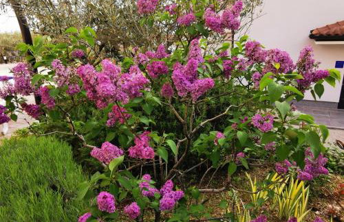 Apartman Franolic Punat - Foto 20