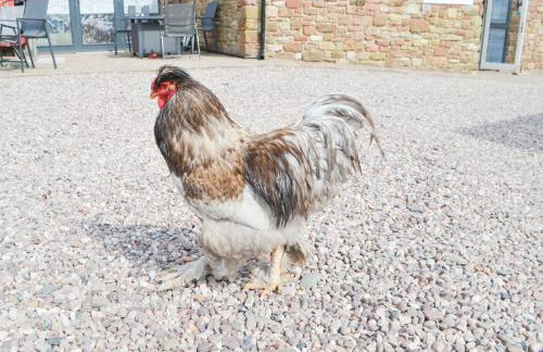 John Collingwood Bruce Suite - Uk43558 - Foto 24