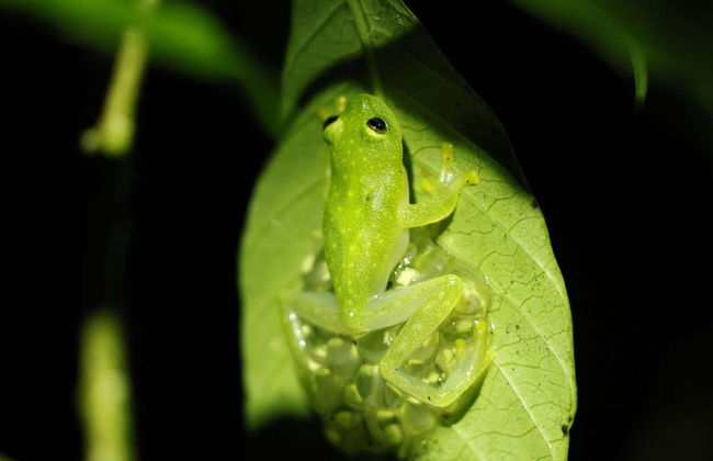 Trekking serale a Oktari Monteverde - Foto 11