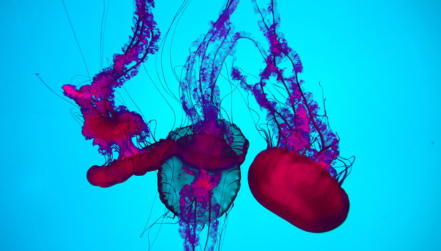 Acquario di Ripley del Canada - Foto 3