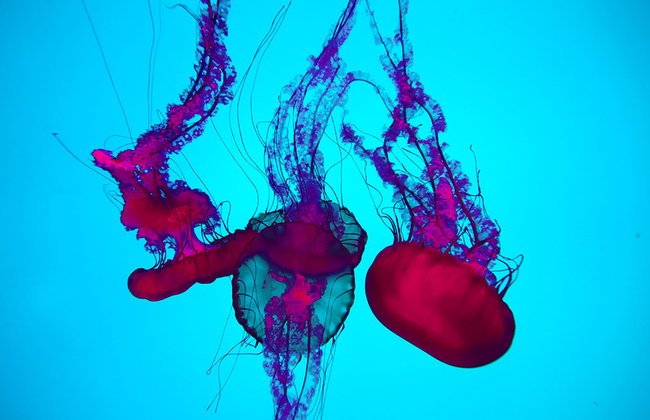 Acquario di Ripley del Canada - Foto 3