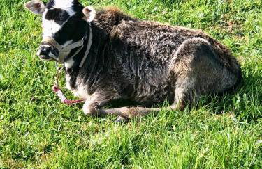 Amazing Loft on Horse Ranch - Foto 31