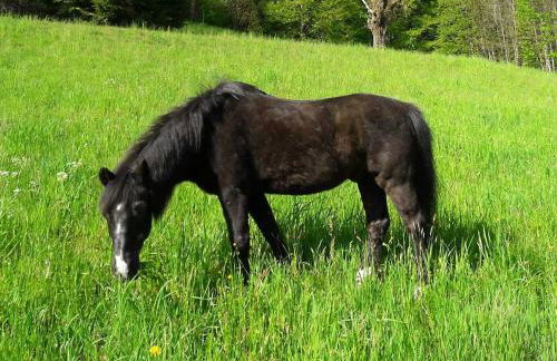 Hoferpeterhof - Foto 11