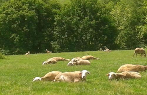 Pena plata - Foto 19