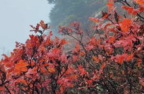 Tsigaridas Mountain Home - Foto 47