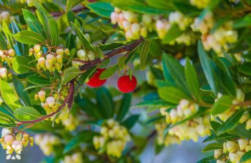 Villa Mango by Abahana Villas - Foto 9