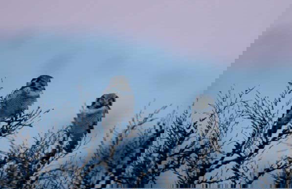 Trekking al Parco Nazionale di Abisko - Foto 7