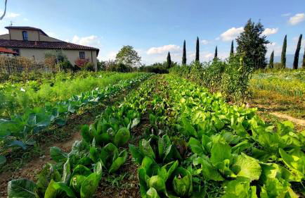 Agriturismo il Pino - Bioagricoltura - Photo 35