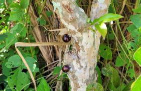 Sítio das Valquírias - Foto 22