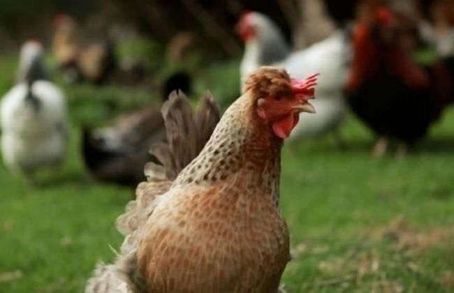 Merlin Farm Cottages Mawgan Porth - Foto 19