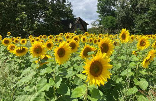 Ferien-und Bauernhof Gauster - Foto 14