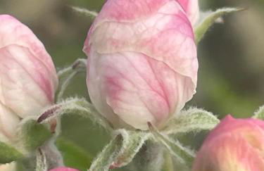 Quinta Pura Natura - Foto 50