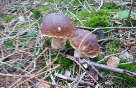 Ferienwohnung Sonnenblick und Relax - Photo 22