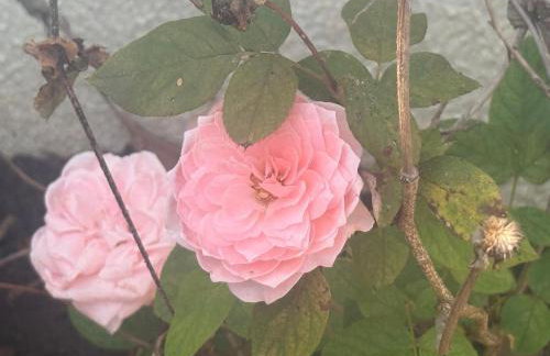 Conforto e Localização Cataratas - Aduanas - Foto 49