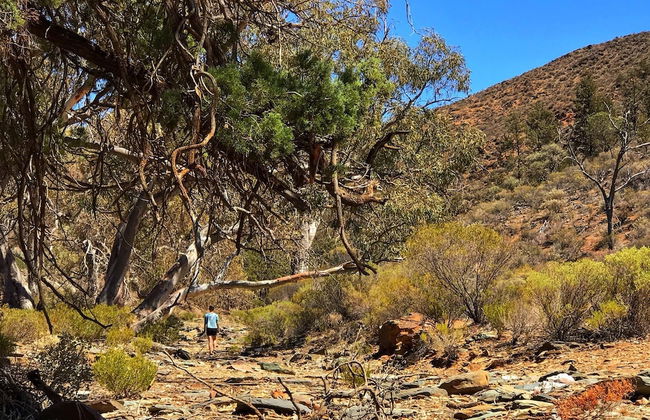 Bendleby Ranges - Foto 54