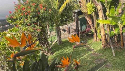 Lucky Lemons - Boutique Houses Madeira (Studio) - Photo 5, Garden