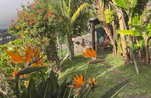 Lucky Lemons - Boutique Houses Madeira (Studio) - Photo 5