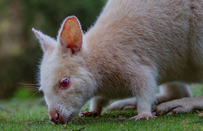 Adventure Bay Retreat - Photo 27