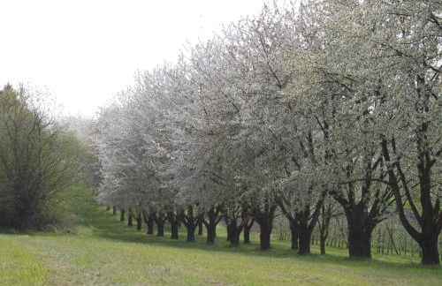 Ferienhaus Lena - Foto 11