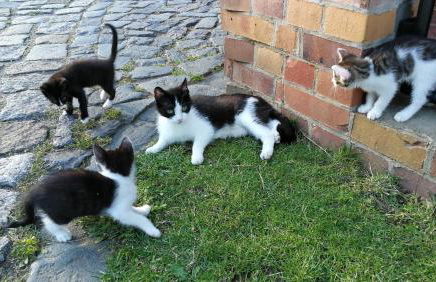 Ferienwohnungen Dirk Laurisch - Foto 46