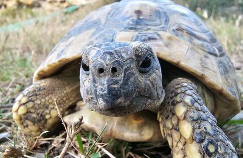 Agriturismo Monaci Templari - Foto 103