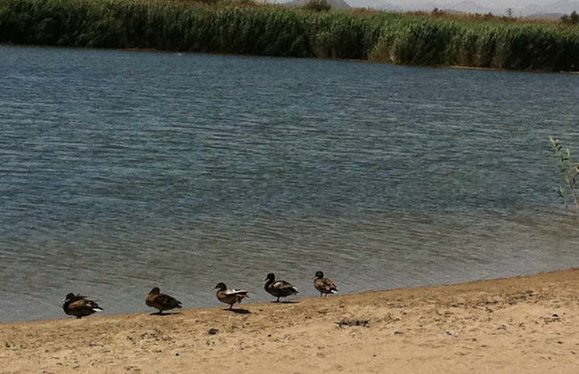 Venavera H21a - 2 Dorm/1baño A Pie de Playa - Foto 44