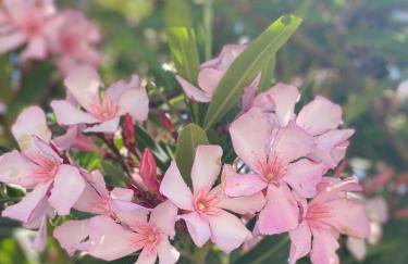 Casa Di Elsa, Lambi, Kos - Photo 7