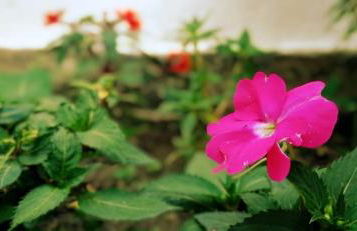 Recanto das Neves - Foto 32