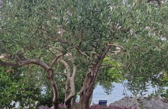 Apartments by the sea Zuronja, Peljesac - 13202 - Foto 9