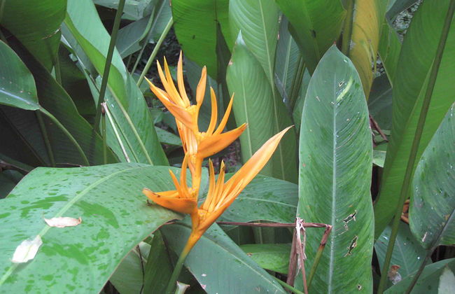 La magia natural de Soufriere - Foto 6