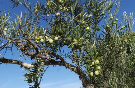 Monte Das Ferrarias - Foto 43