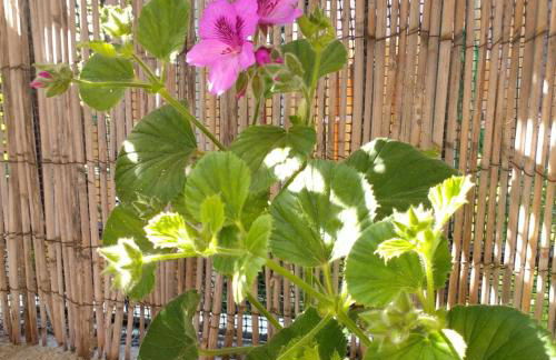 B&blavenza - Foto 12