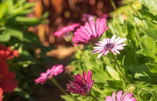 Casa Viña: a spectacular away from it all holiday - Foto 10