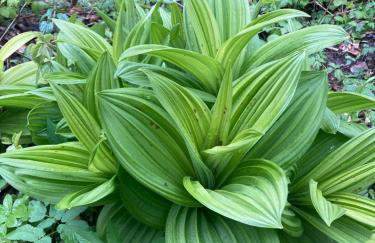 Dom Gościnny Zarembianka - Foto 72
