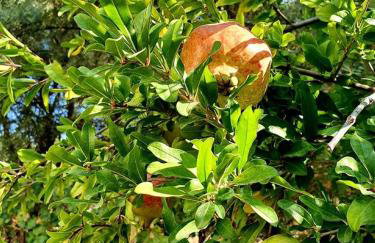 Alexandros Stone House - Foto 38