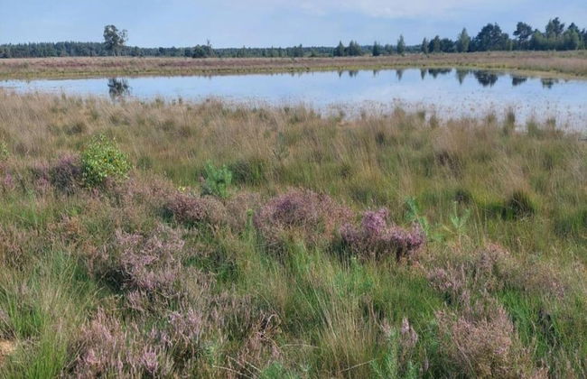 Bungalow in De Peel by Forest Retreat - Photo 30