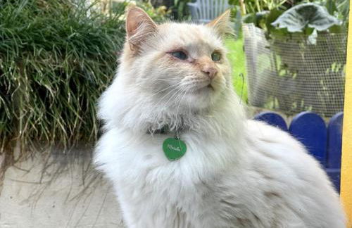 Studio at FLAMINGA S PLACE - Photo 23