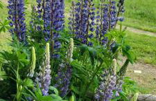 DoWielina - domki wśród natury - Foto 56