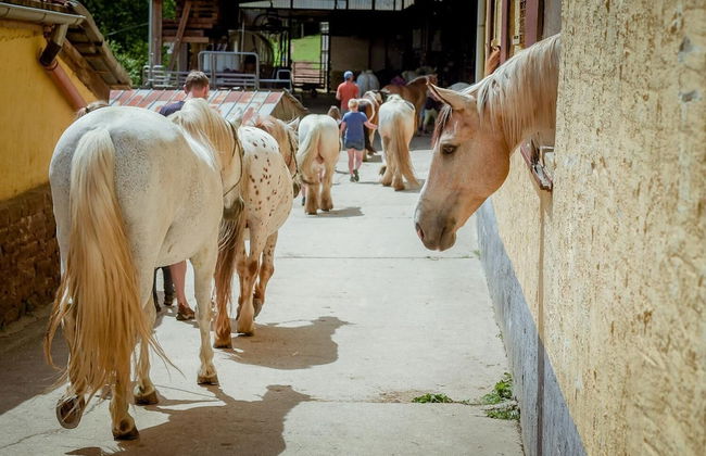 Nengshof - Haus Wildrose - Photo 35