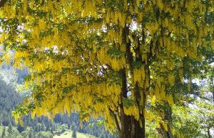 Villa Fridau resort - Foto 72