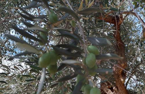 Villa Ferranti Abruzzo - Photo 30