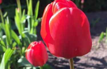 Ferienhaus am Mescheriner See - Photo 23