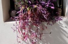 Mas en Provence - Photo 53