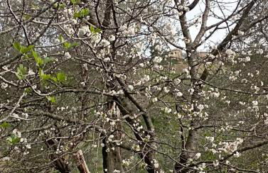 Rustic hillside stone-Rustico in pietra - Foto 20